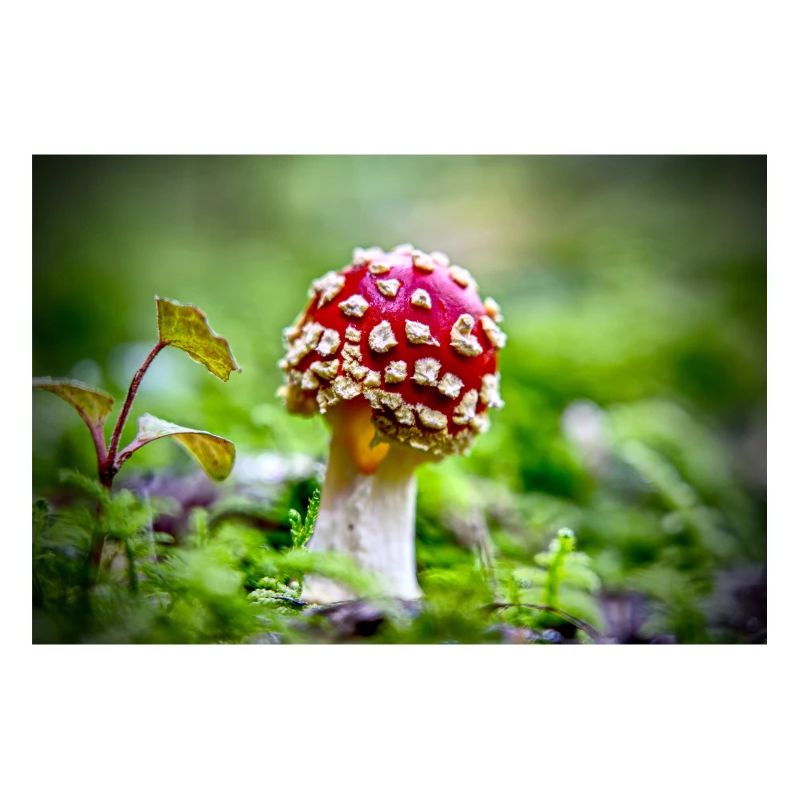 Small toadstool