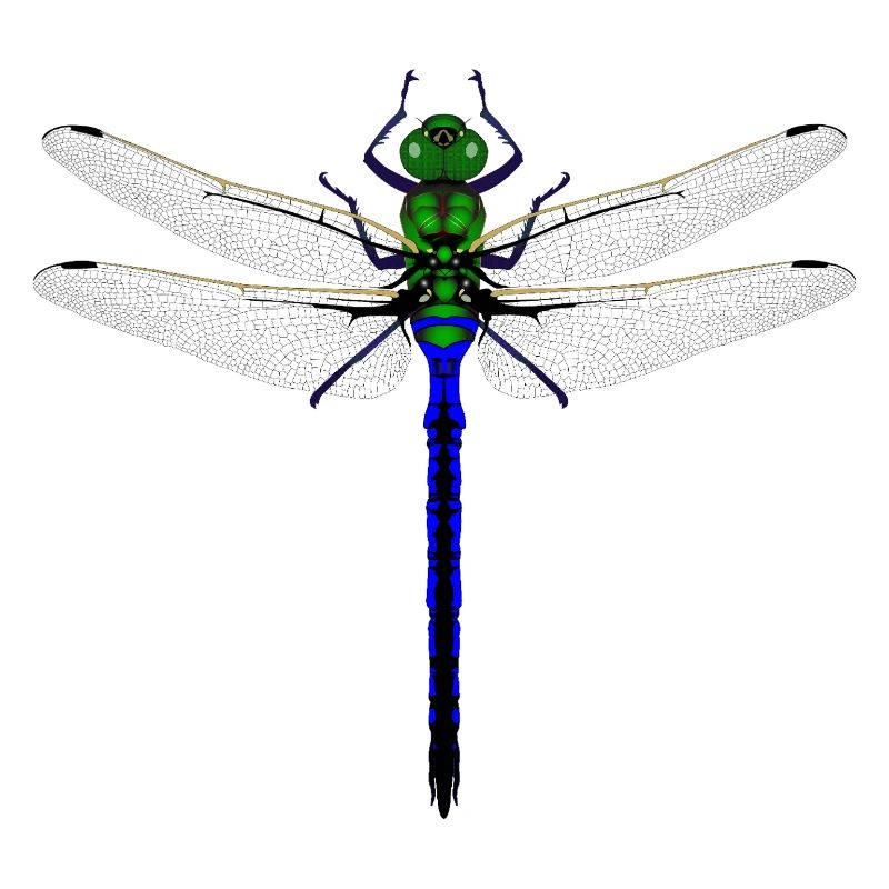Femme de conception combinée Kybalion Libellule Néon
