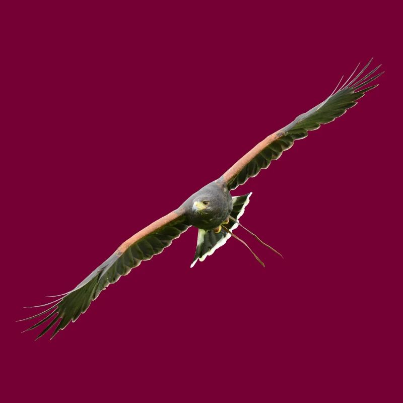 Harris Hawk - Desert Hawk approchant