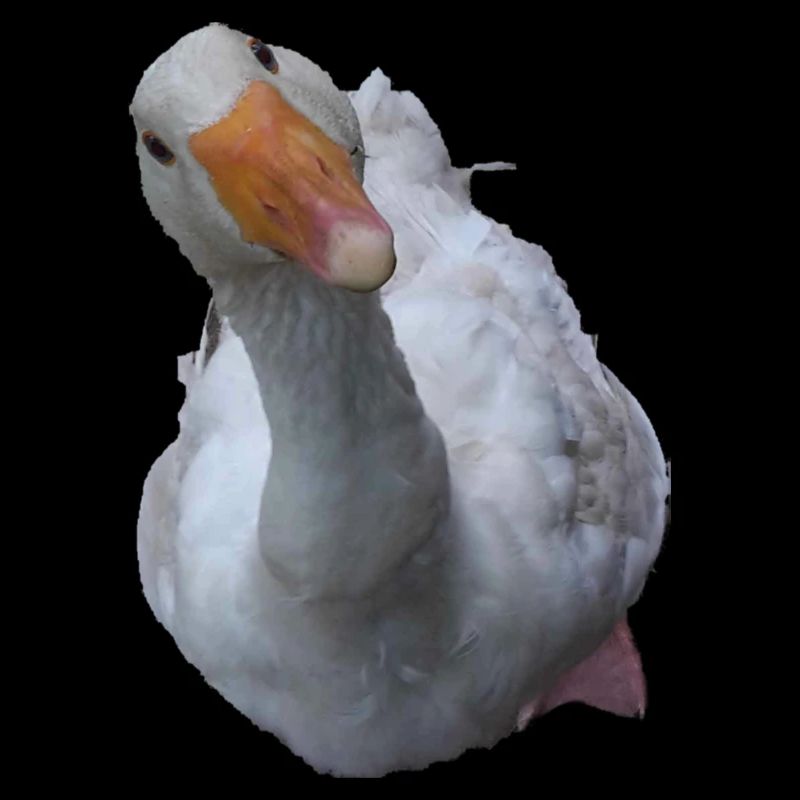 Gans