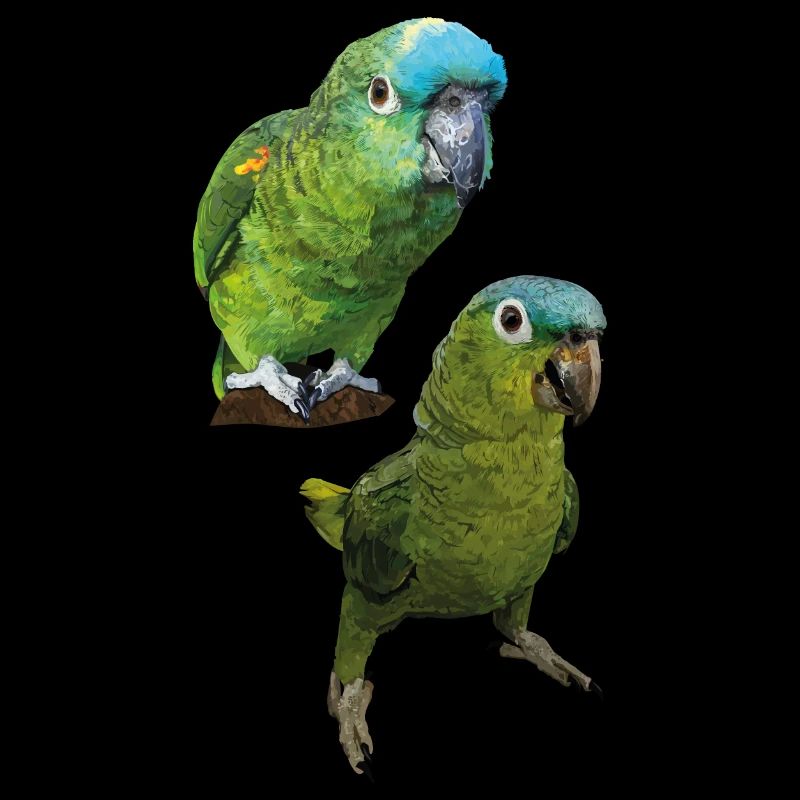 Amazon parrots