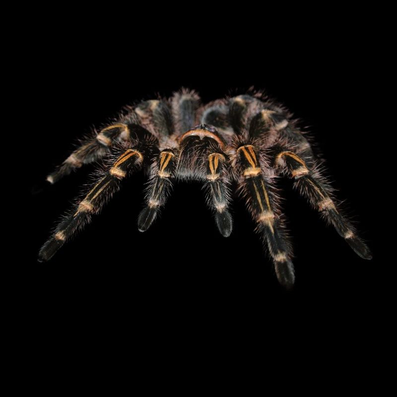 Spinner oiseau araignée