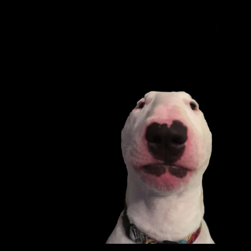 meme dog walter