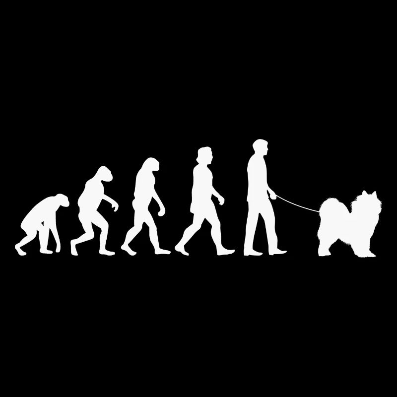 Samoyède Evolution Chien de traîneau Samoyède