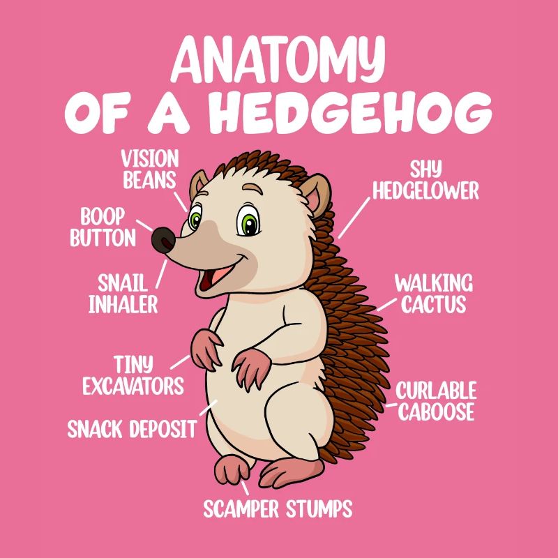 Anatomie d’un hérisson