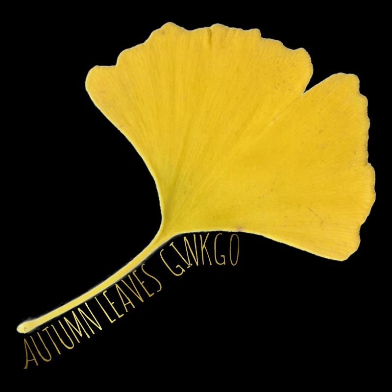 FEUILLE DE GINKGO DORÉ
