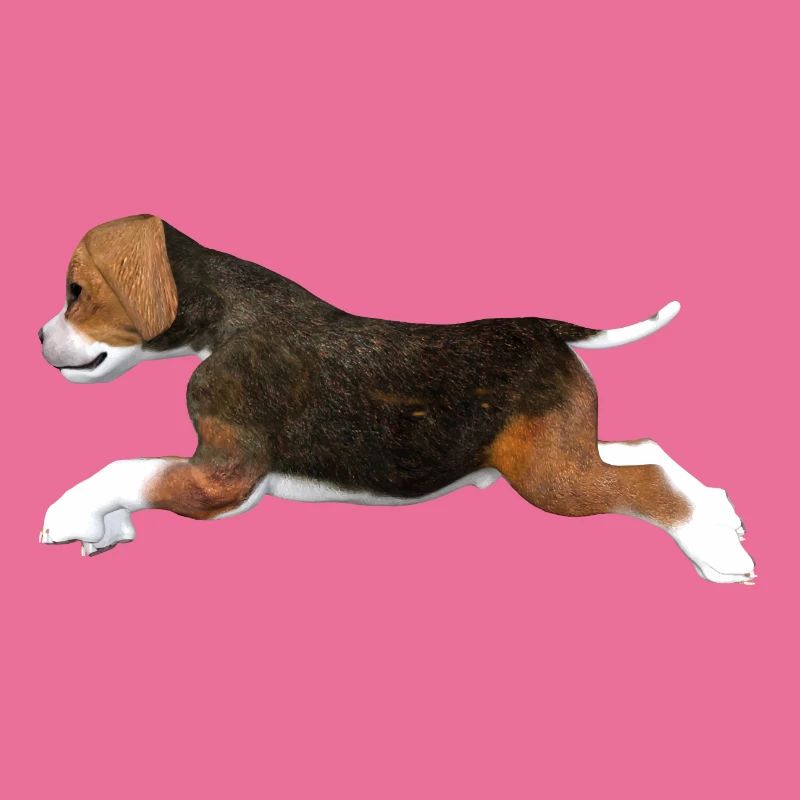 Chiot Beagle