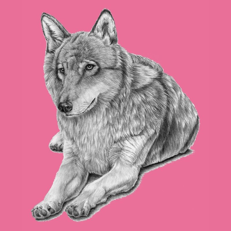 Grey Wolf