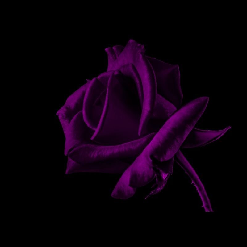 Fleur rose