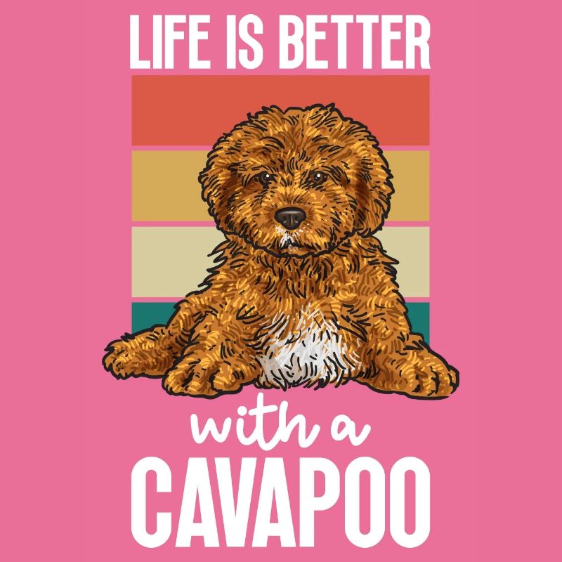 Cavapoo Cavoodle Capoodle Dog