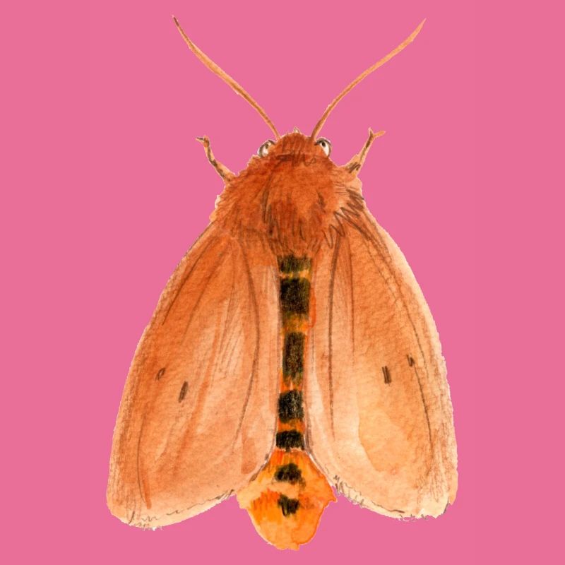 ruby tiger