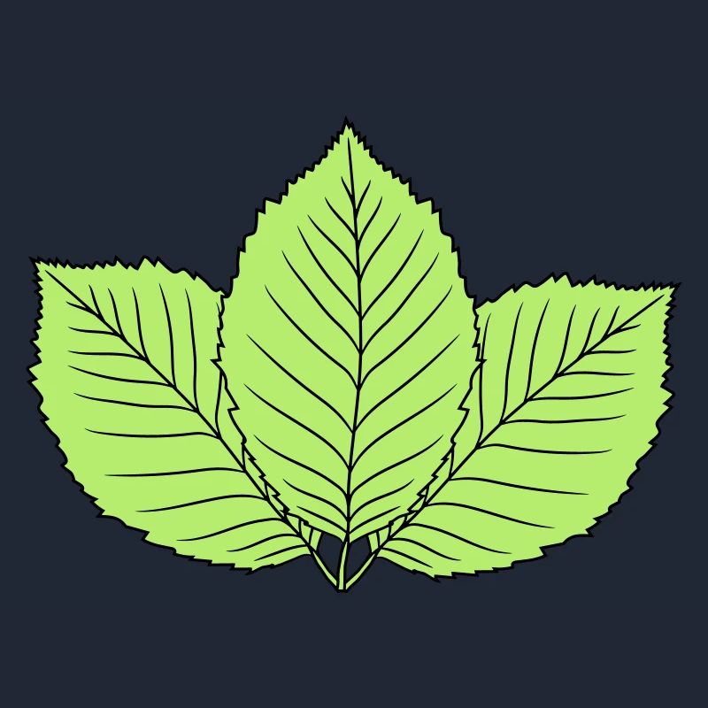 3 leaves beech leaf tree plant shape clip art d