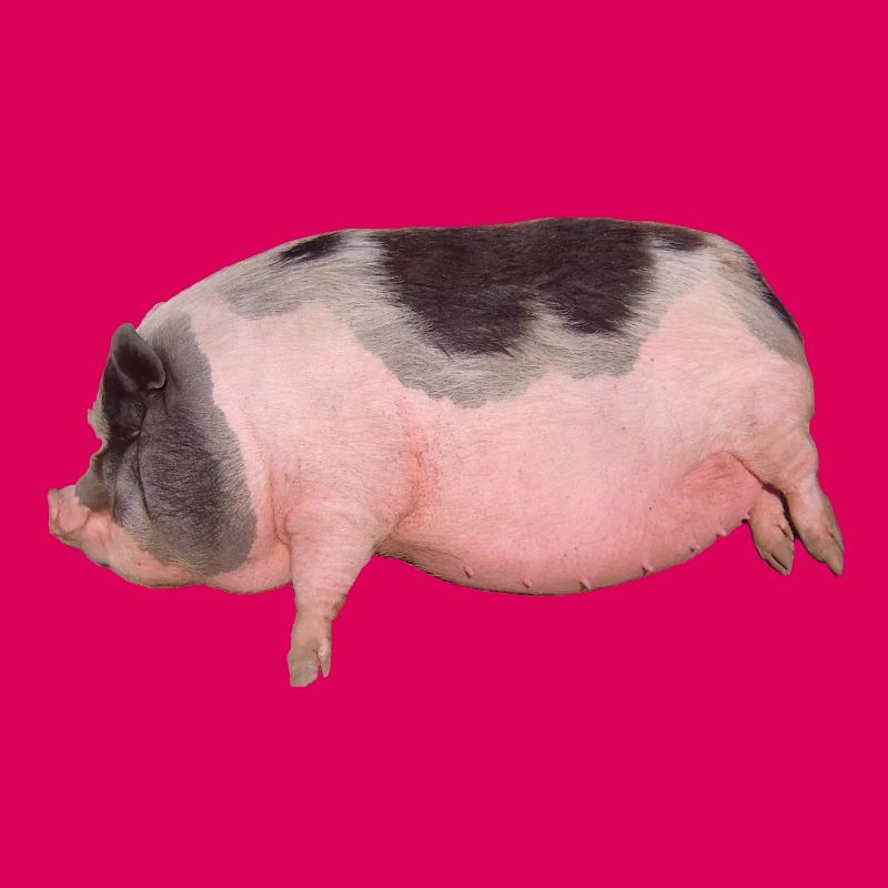 pig