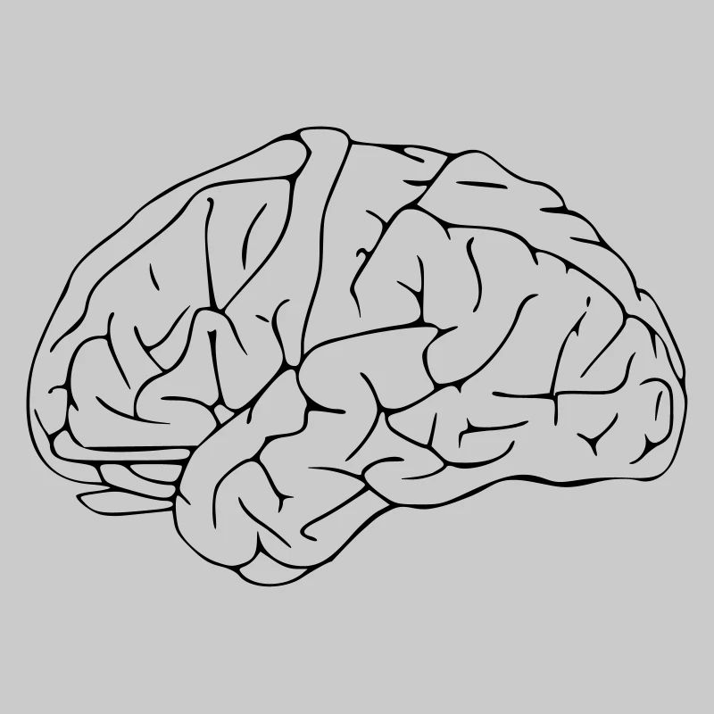 Brain