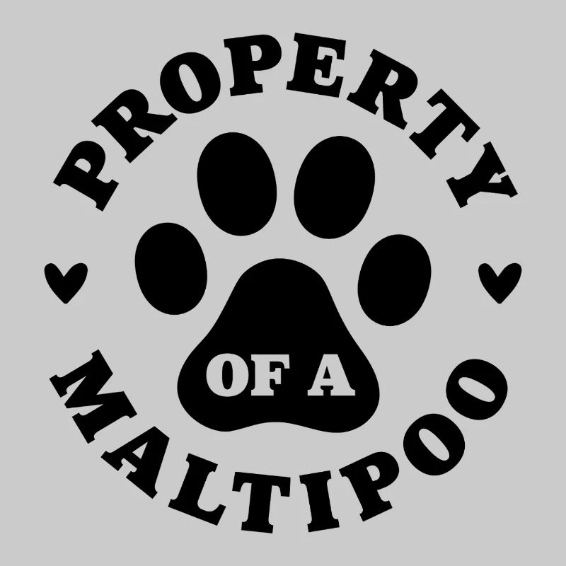 Eigentum eines Maltipoo