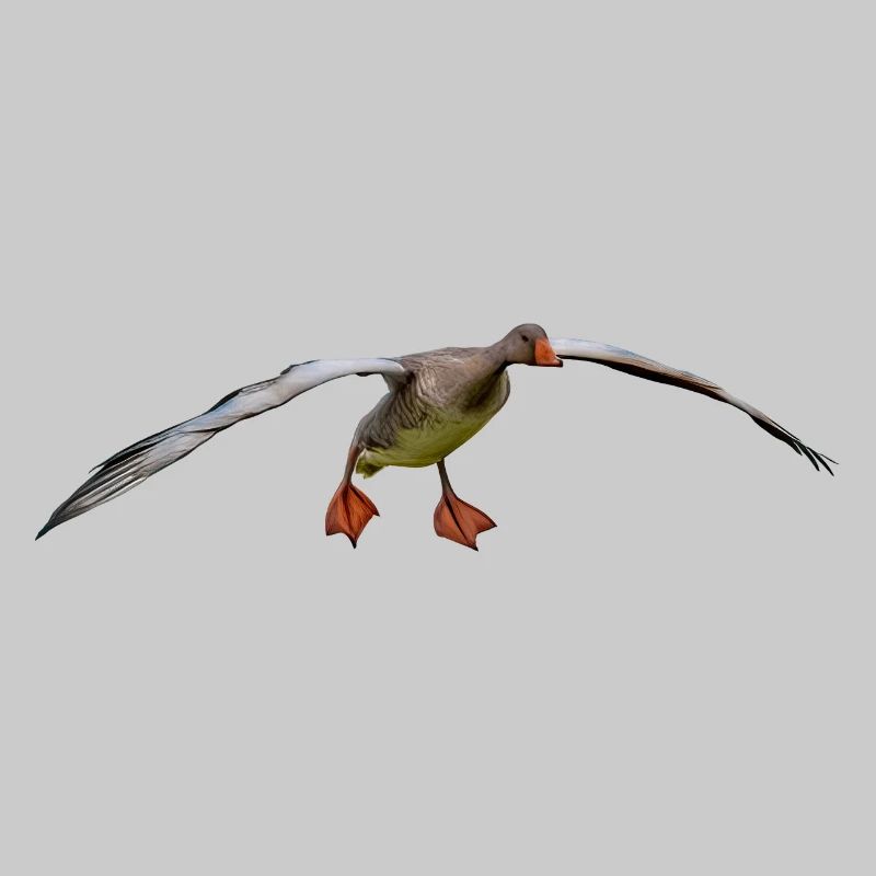 Vogel