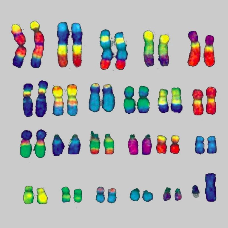 chromosome
