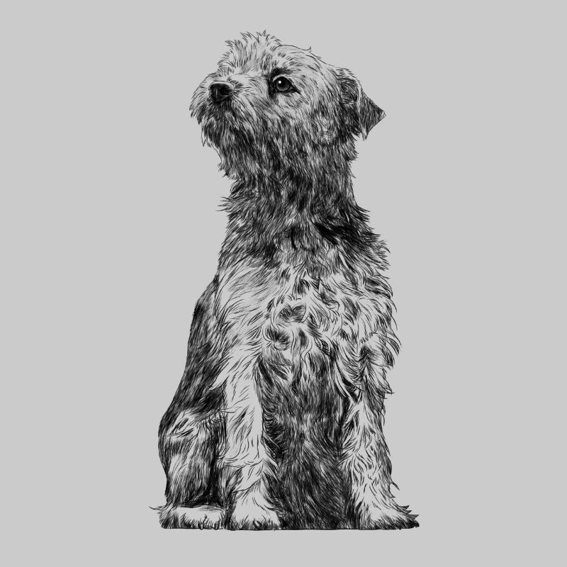 Sitzender Border Terrier Dog