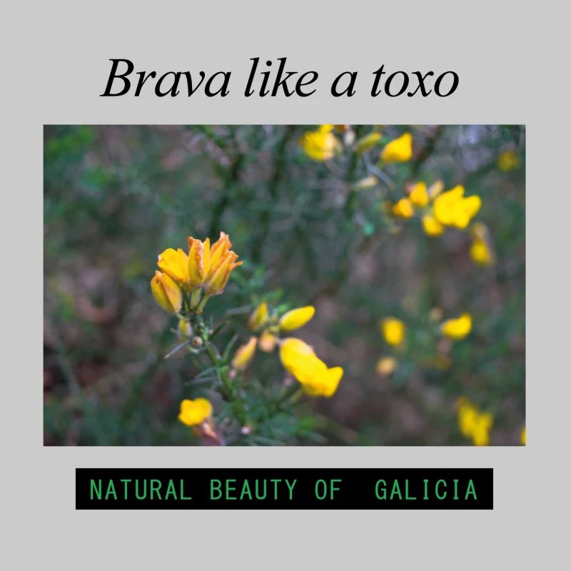Brava like a toxo