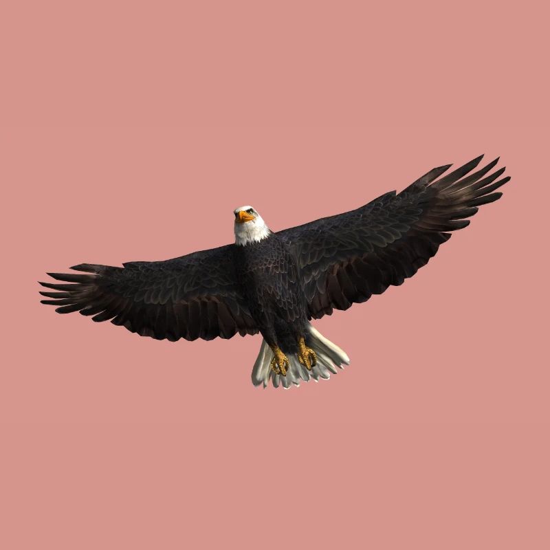 White-tailed Eagle