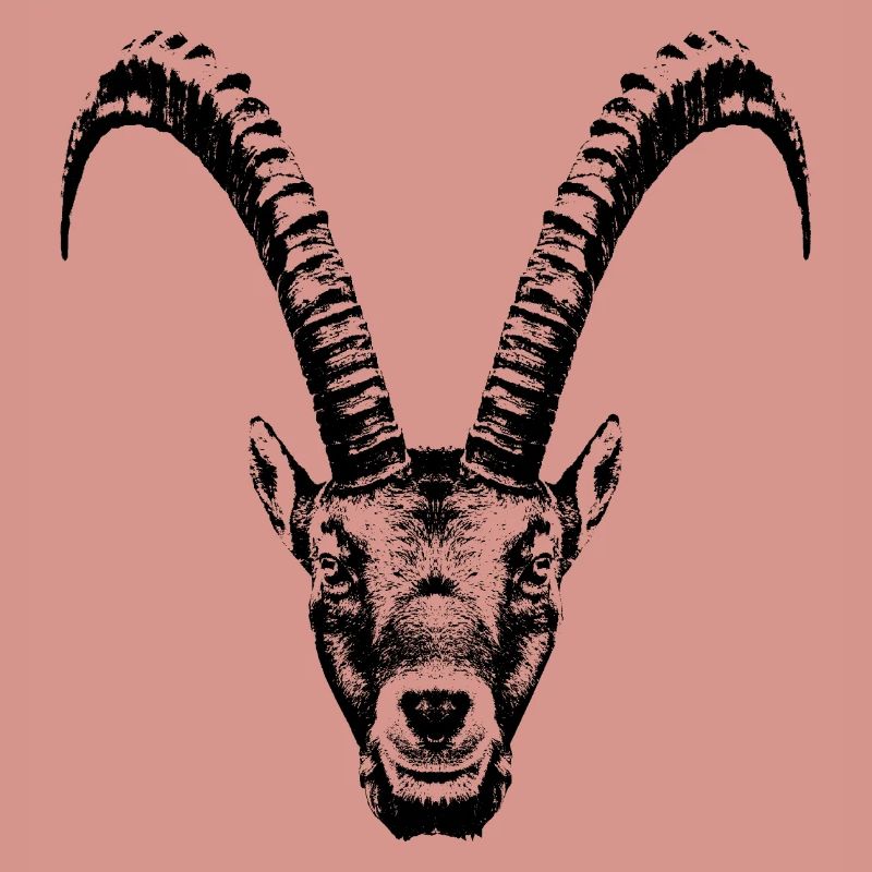 Steinbock / Kopf / Ibex / frontal
