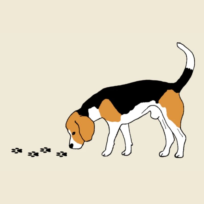 Beagle beagle