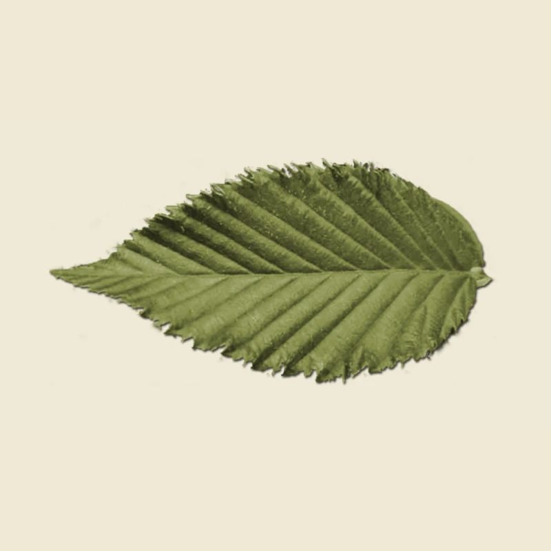 Leaf Structure Olive Green Pattern