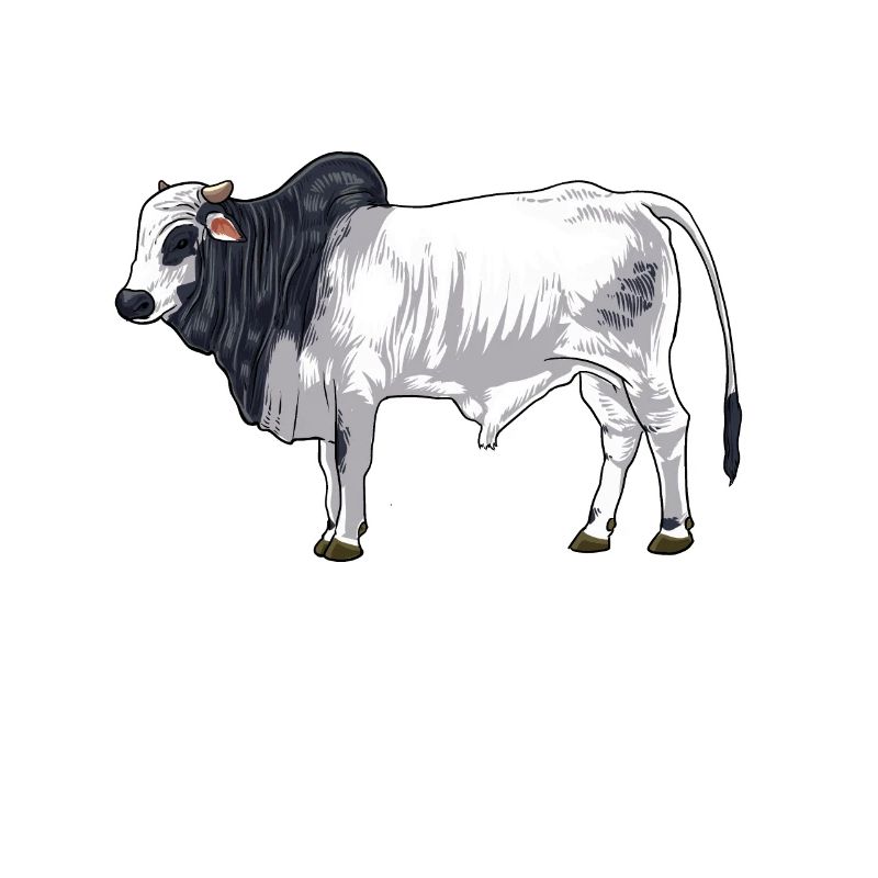 Dessin d’une vache brahmane