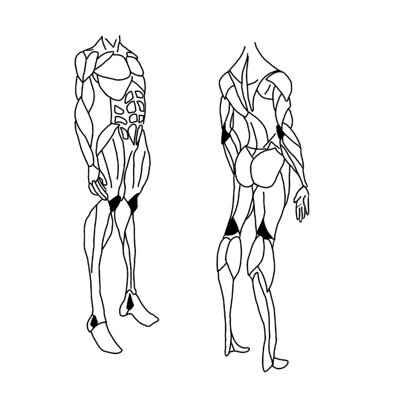 Conception de muscle