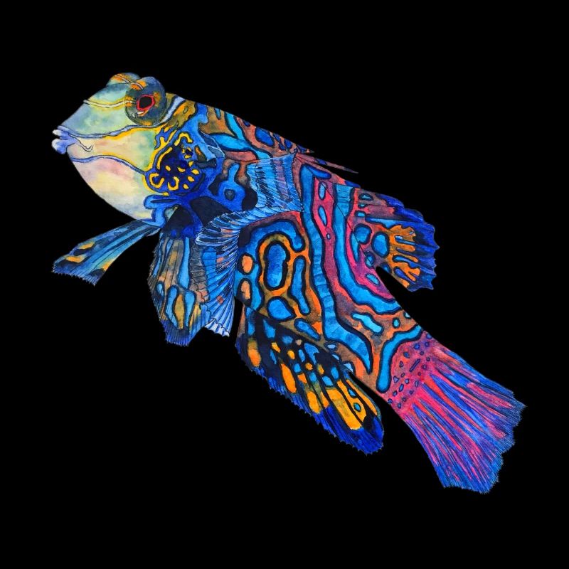 mandarin fish
