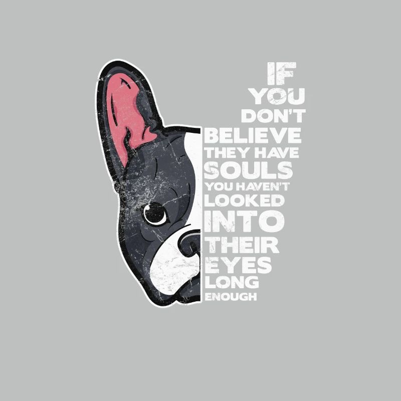 Boston Terrier