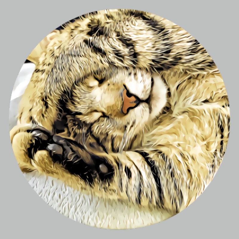 Chubby sleeping tabby cat