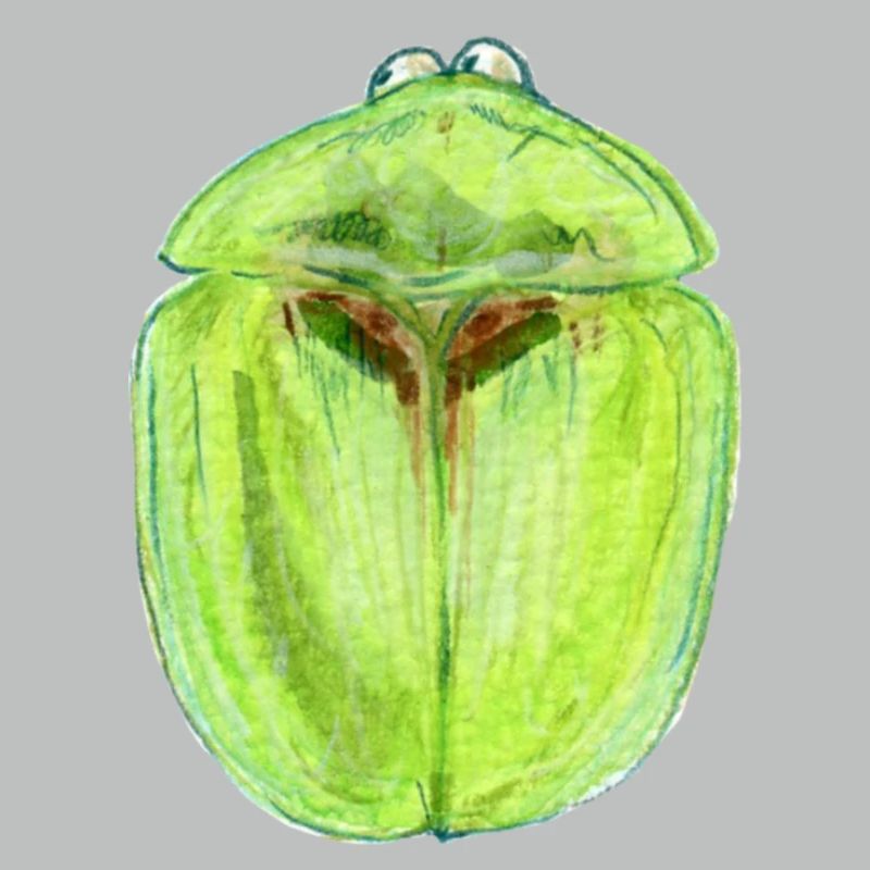 Distel Schildkäfer
