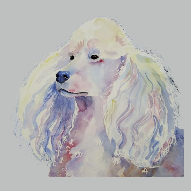 caniche blanc standard