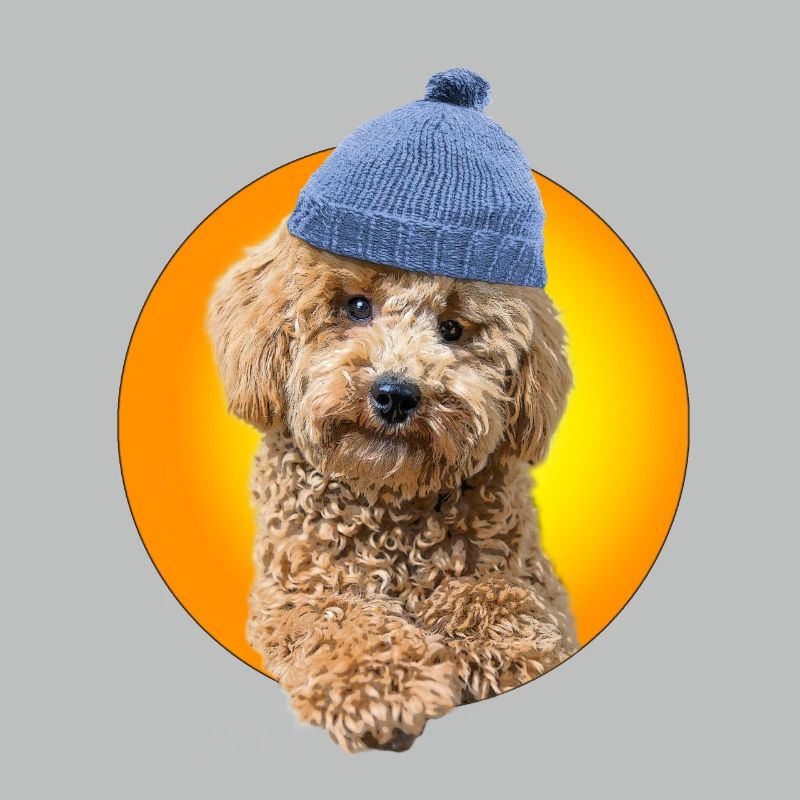 Poodle with poodle hat