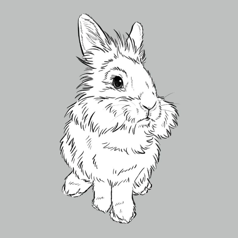 Lion head rabbit