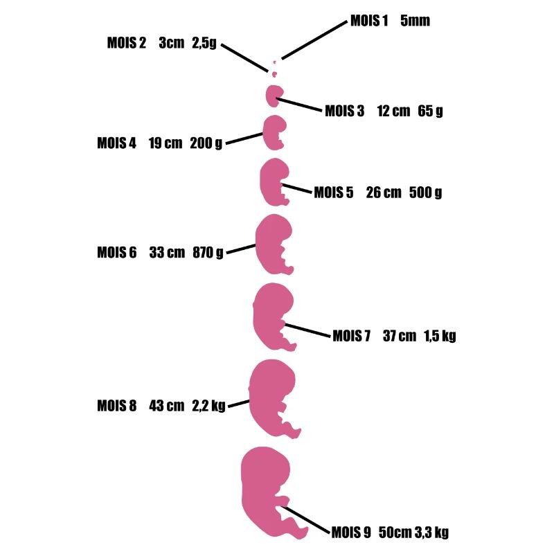 bébé evolution