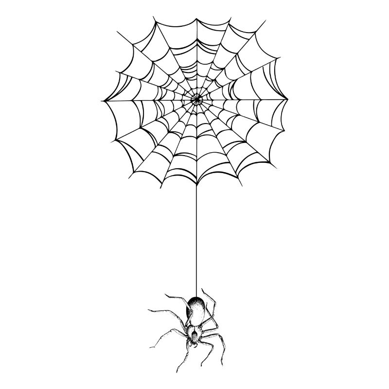 Spider - spider web - spider