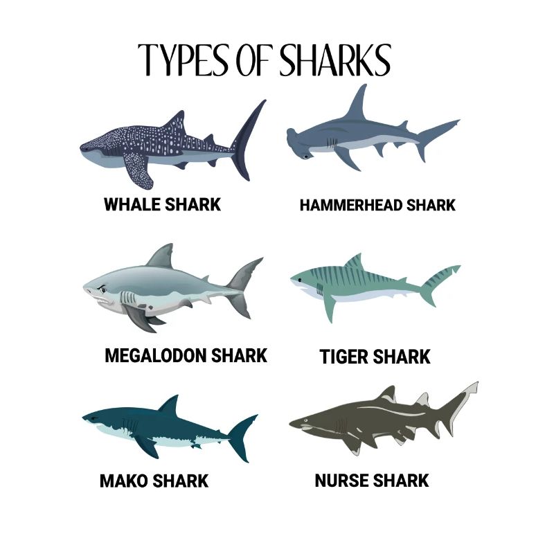 Requin Shark Fin Requin Blanc Requin Baleine Requin Requin