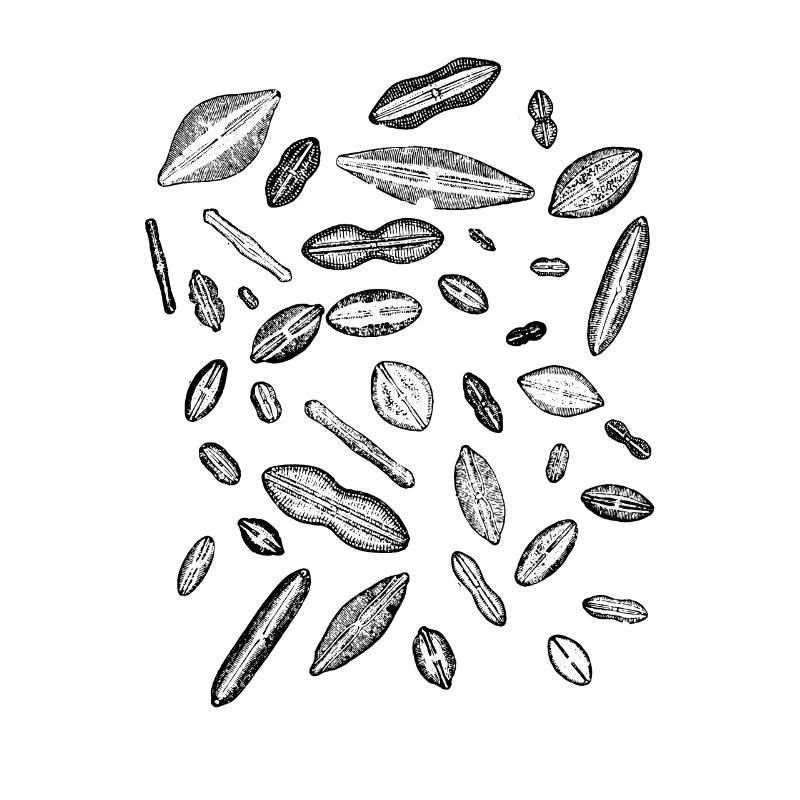 diatoms, algae diatom