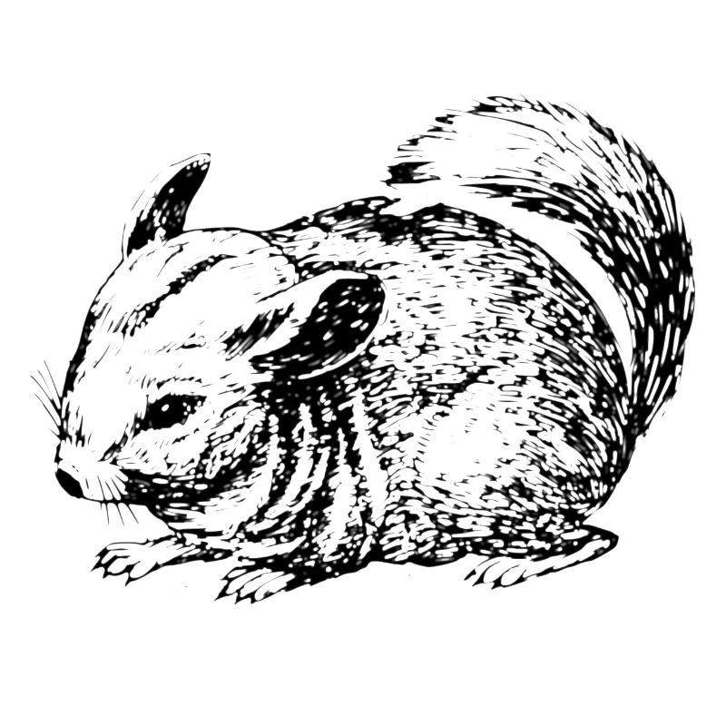 Chinchilla outline
