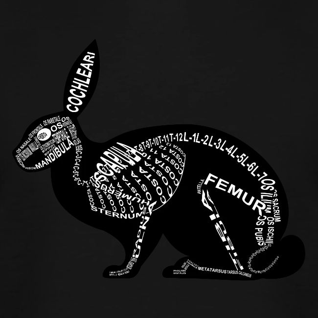 squelette de lapin