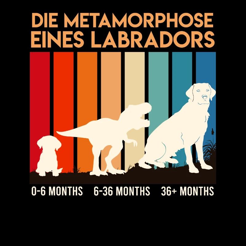 Labrador Hund METAMORPHOSE EINES LABRADORS