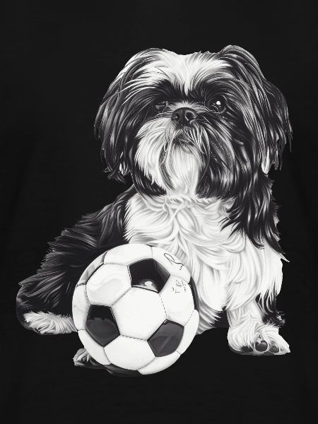Shih Tzu