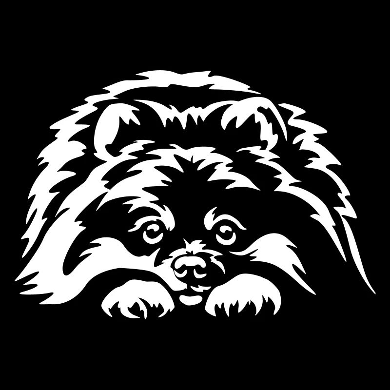 Zwergspitz "Black Edition"