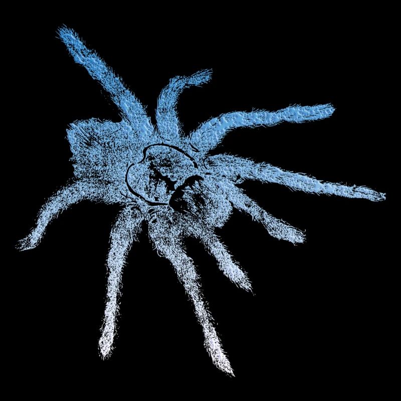 Bird spider Tarantula Arachnids Spider spiders
