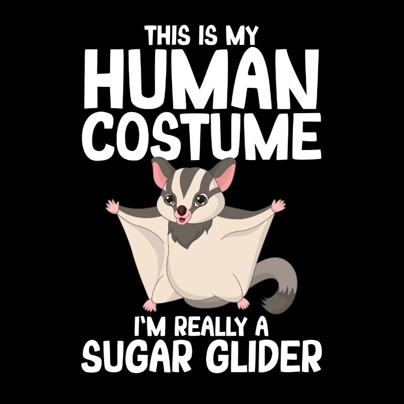 Sugar Glider Flughörnchen