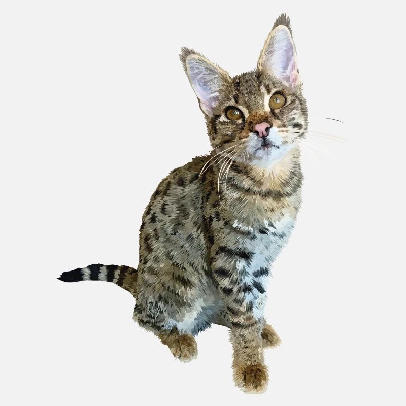 Tabby