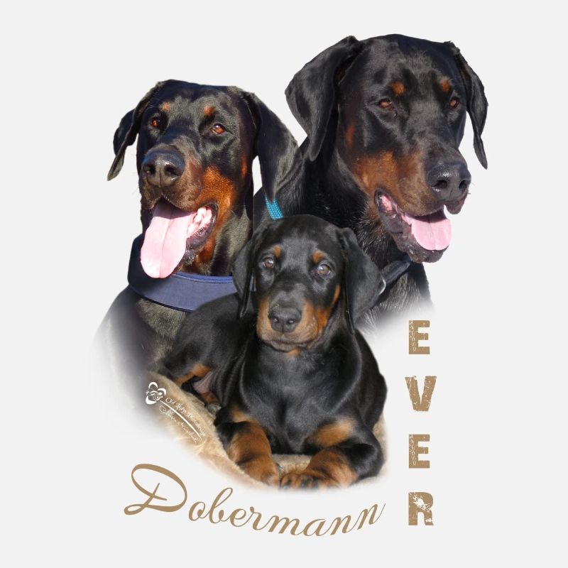 Dobermann