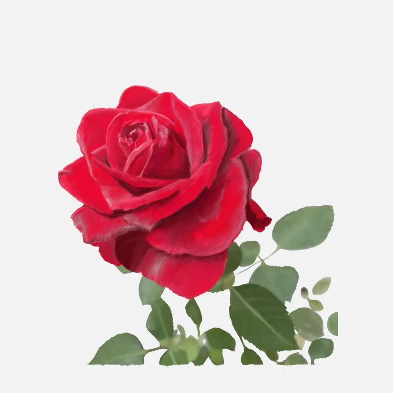 Red rose